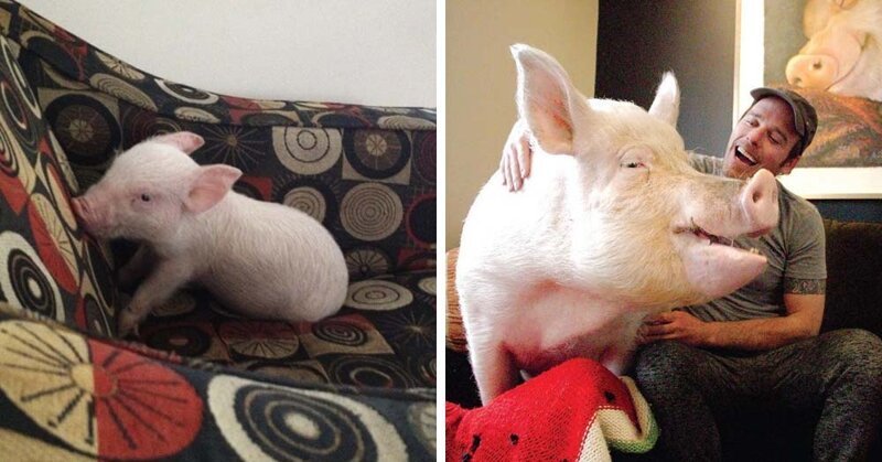 Подложили свинью: два канадца купили мини-пига, а вырастили 300-килограммовую хрюшку (14 фото)