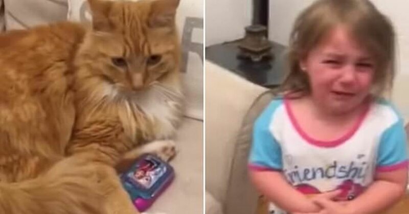 Кошка отняла у ребенка игрушечный телефон и отказывается отдавать (4 фото + 1 видео)