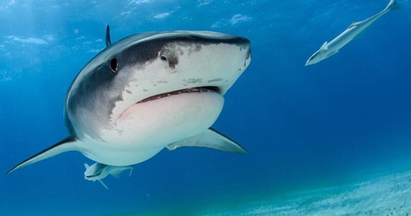 Ученым удалось установить, кто является самой необычной жертвой тигровых акул (5 фото)