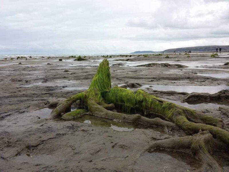 После шторма на берегу Уэльса показался доисторический лес (10 фото)