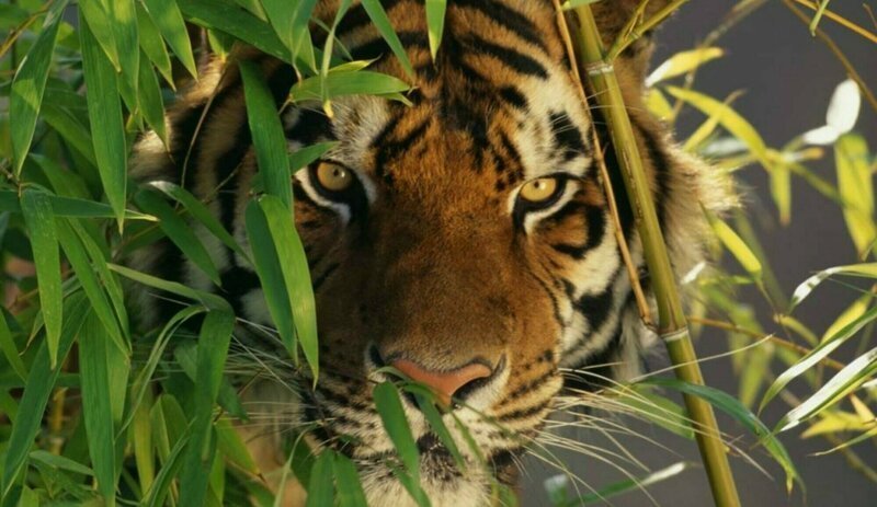 Почему яркая шерсть не мешает тиграм охотиться? (3 фото)