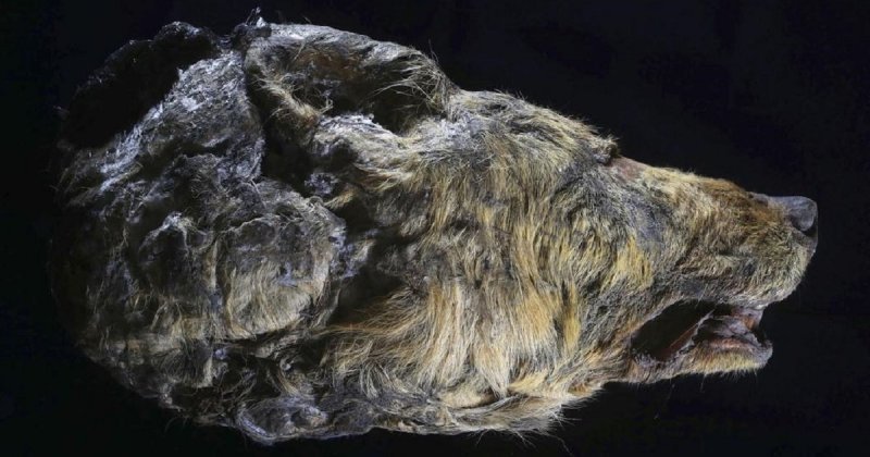 В Якутии обнаружена голова волка возрастом 40 тысяч лет (12 фото)