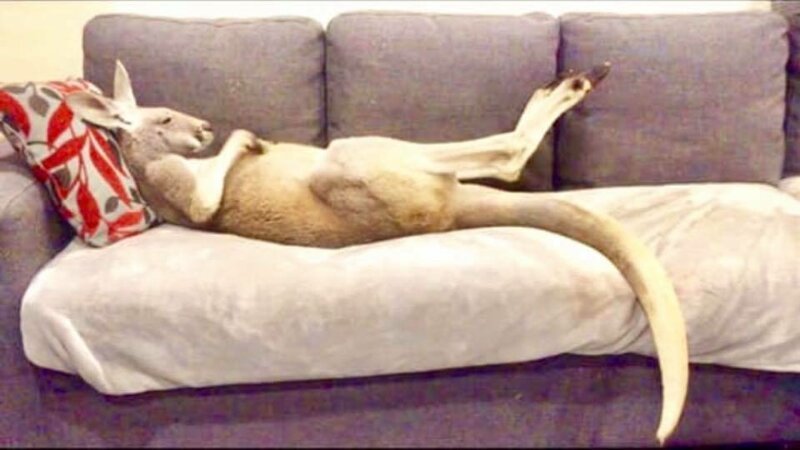 Лежебока Руфус: домашний кенгуру, который любит валяться на диване (6 фото + 2 видео)