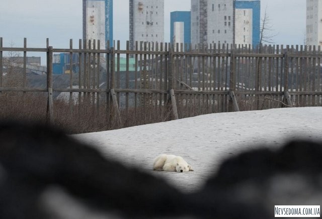 Истощенный белый медведь пришел погостить в Норильск. Людей не боится, гуляет среди машин и копается в мусоре (13 фото + видео)