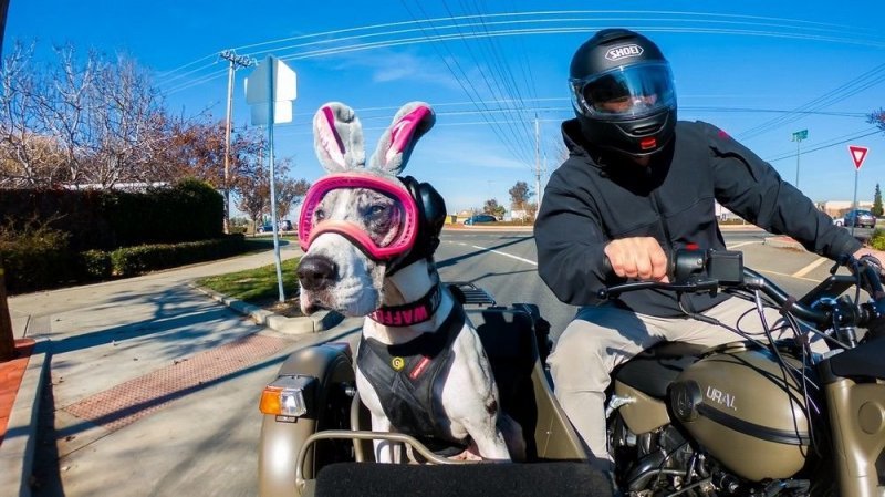 Дог со своим хозяином колесит по Калифорнии в коляске мотоцикла 