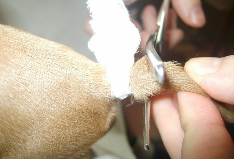 Процедуры для животных, которые могут шокировать (11 фото)
