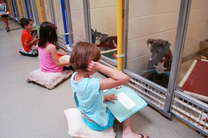 Дети читают вслух в приюте для животных, чтобы помочь запуганным и застенчивым собакам адаптироваться (8 фото + 1 видео)