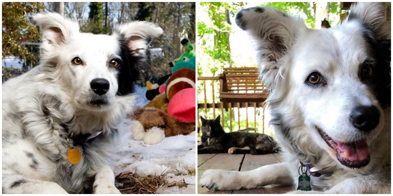 Самая умная собака в мире по кличке Чейсер умерла (4 фото)
