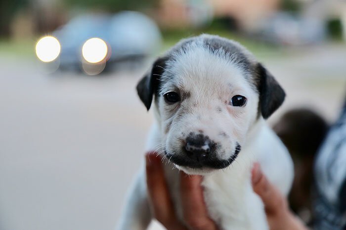 Самый смешной в мире усатый щенок (12 фото)