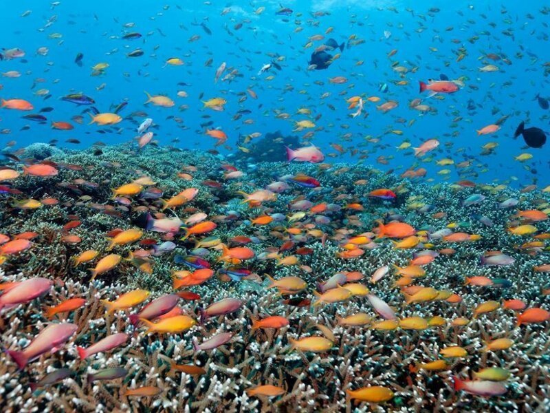 Красоты Большого Барьерного рифа (15 фото)
