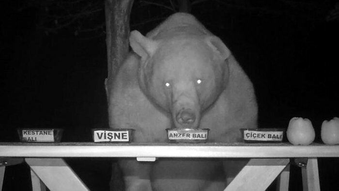 Пасечник из Трабзона проверил качество мёда на медведях (5 фото + 1 видео)