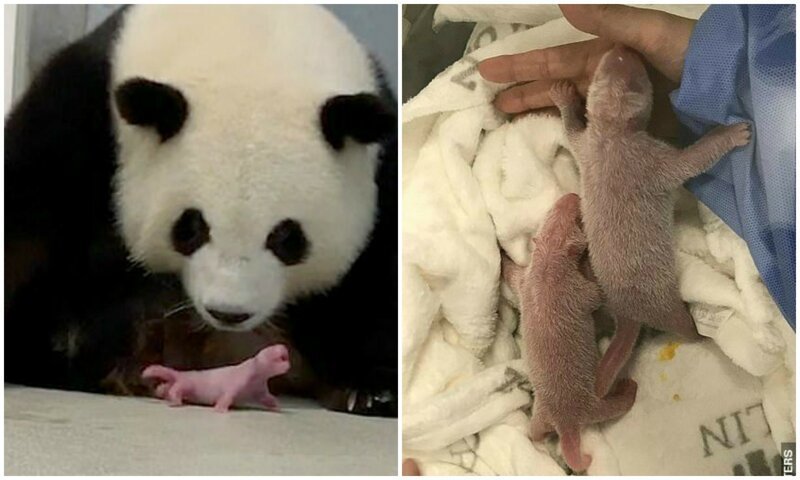 В Берлинском зоопарке впервые родились панды-двойняшки (8 фото + 1 видео)