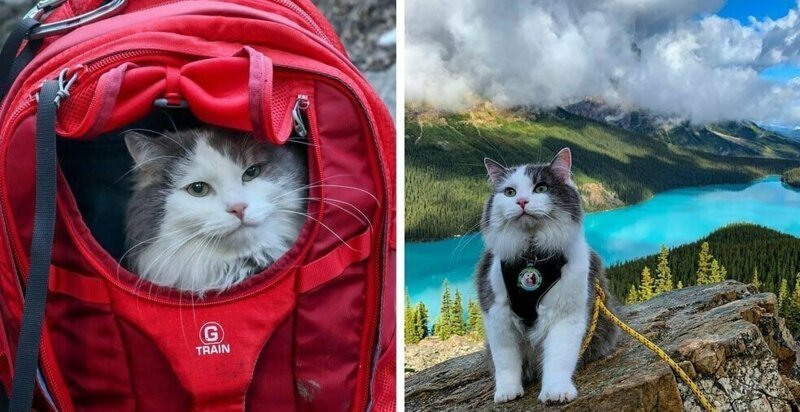 Пушистый кот из Канады гуляет по горам и ведёт Инстаграм, которому позавидует любой тревел-блогер (21 фото)