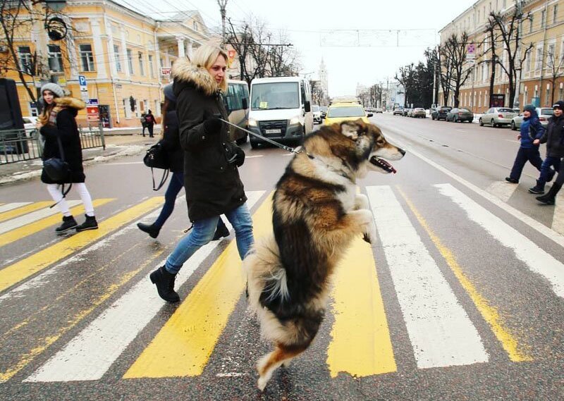 Собака-кенгуряка – удивительный пёс из Воронежа (7 фото + 1 видео)