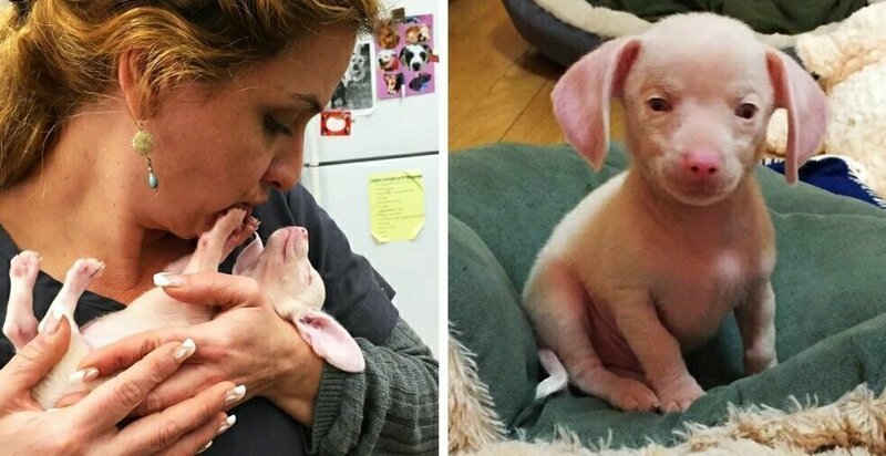 Розовый щенок по кличке Пятачок родился слепым и глухим. Но он вырос и стал помогать другим (13 фото)