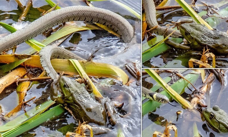 Голодная лягушка ошиблась с выбором добычи и попыталась съесть змею (5 фото)