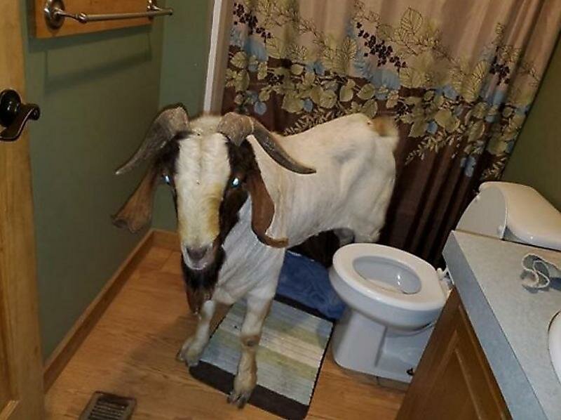 Вероломный козёл разбил стеклянные двери в чужом жилище и уснул в туалете (7 фото + 1 видео)