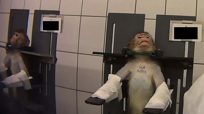 В Сети всплыли кадры с привязанными обезьянами, снятыми в немецкой лаборатории (6 фото + 1 видео)