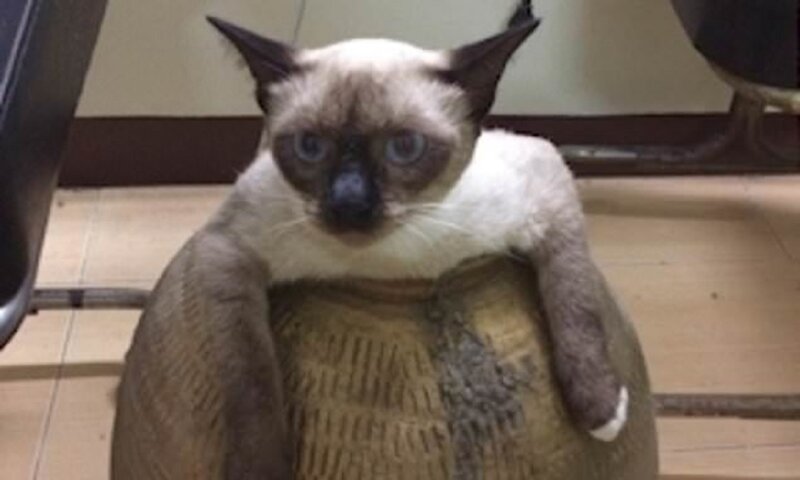 Хозяйка спасла кошку, пожертвовав вазой (5 фото)
