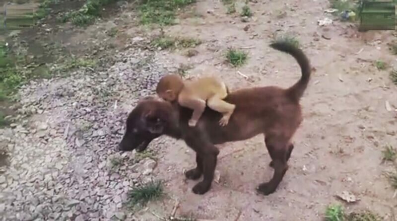 Собака принесла на своей спине брошенную маленькую обезьянку в местный полицейский участок (3 фото + 1 видео)