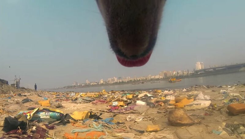 Жизнь уличной собаки в Индии и то, с чем этим животным ежедневно приходится сталкиваться (19 фото + 1 видео)