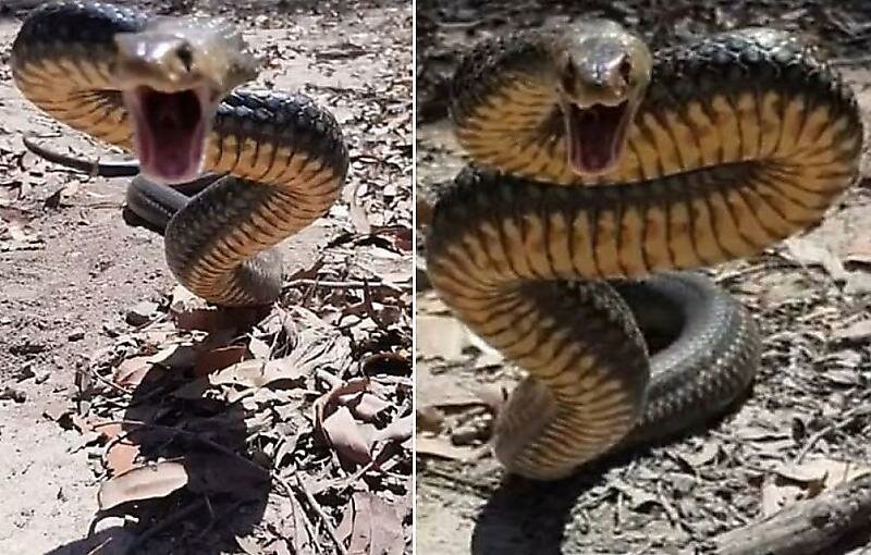 Ядовитая змея показала свой свирепый нрав австралийскому спасателю (3 фото + 1 видео)