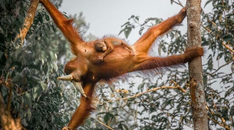 Потрясающие фотографии показывают самку орангутана с детёнышем (7 фото)