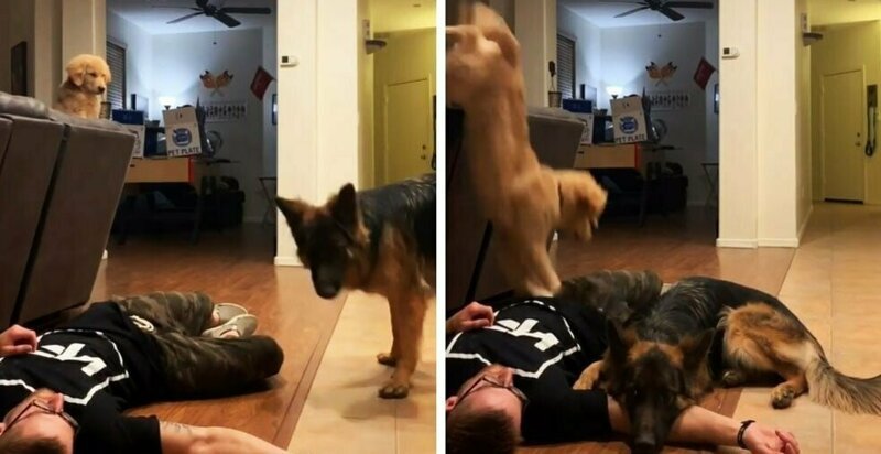 Хозяин притворился мертвым перед собаками, что посмотреть как они отреагируют (9 фото)