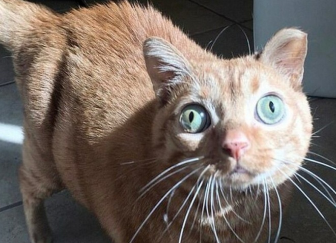 Потейто: кот, ставший звездой благодаря своим глазам необычно большого размера (10 фото + видео)