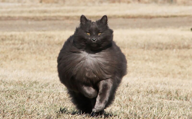 Сигмонд - королевский кот! (12 фото)