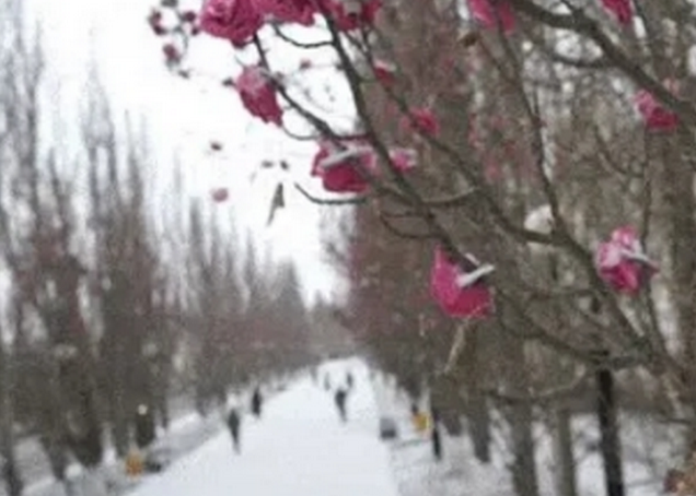 В Омске выпал снег, но тополя до сих пор «цветут» (3 фото)