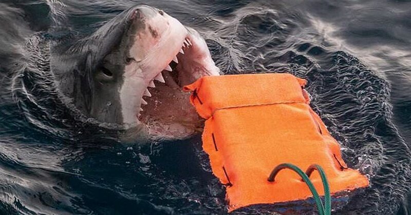 В Австралии разработали защиту от акул (3 фото)