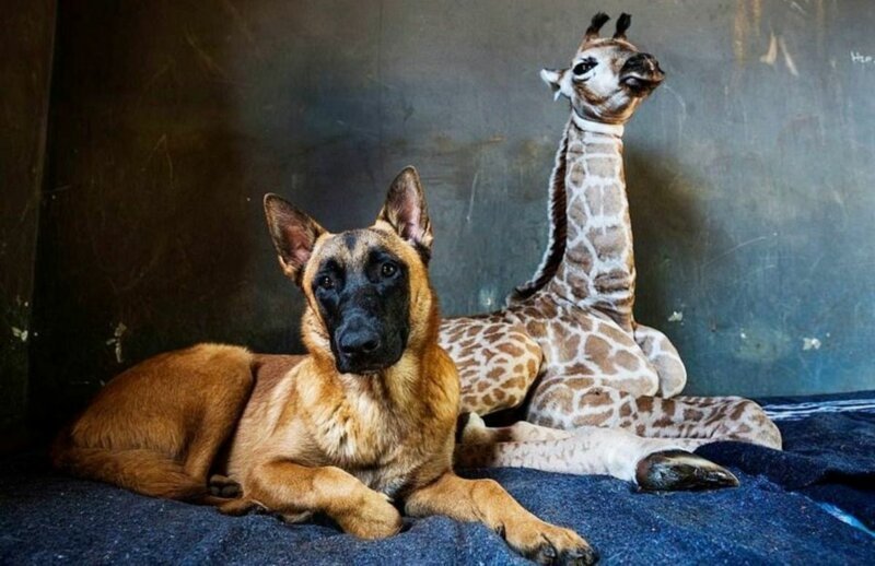 Удивительная дружба в мире животных: собака и жираф (6 фото + 1 видео)