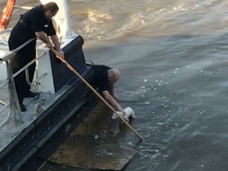 Матросы спасли собаку, дрейфующую по реке на куске фанеры (4 фото + 1 видео)