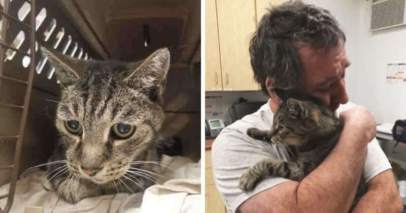Мужчина нашел своего кота, которого потерял 7 лет назад (7 фото + 1 видео)