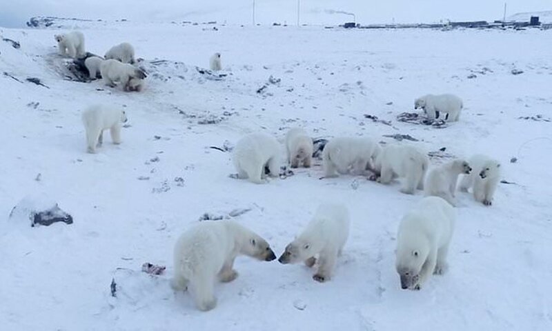 56 голодных белых медведей окружили село на Чукотке (9 фото)