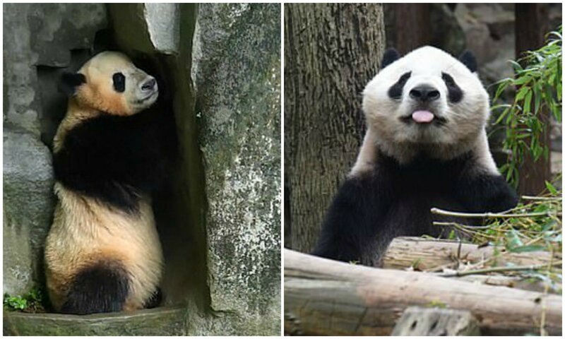 Забавная панда уснула, играя в прятки со смотрителем (5 фото)