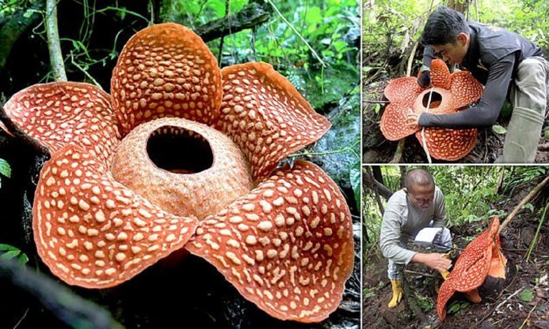 Самый большой цветок в мире расцвел в Индонезии (9 фото + 1 видео)