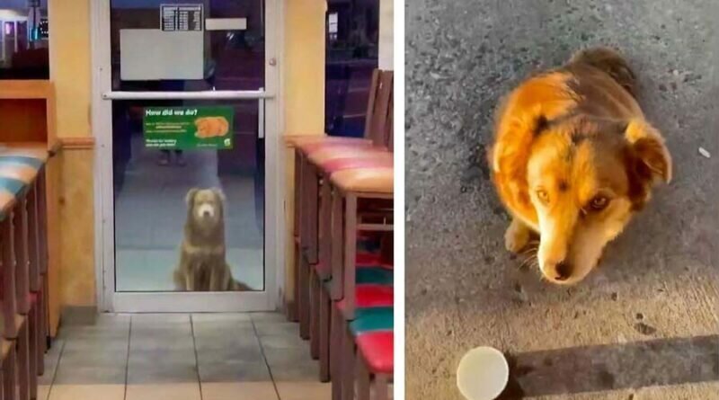 Бродячая собака каждый день посещает магазин для бесплатного сэндвича (5 фото)