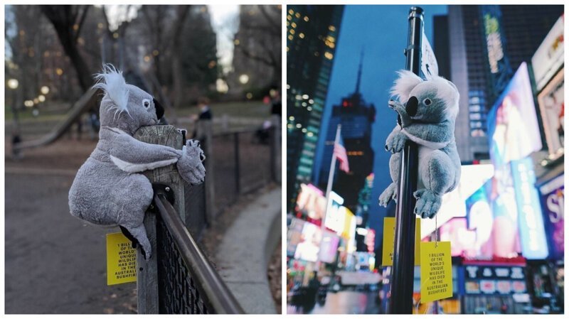 Нью-Йорк заполонили плюшевые коалы (23 фото)