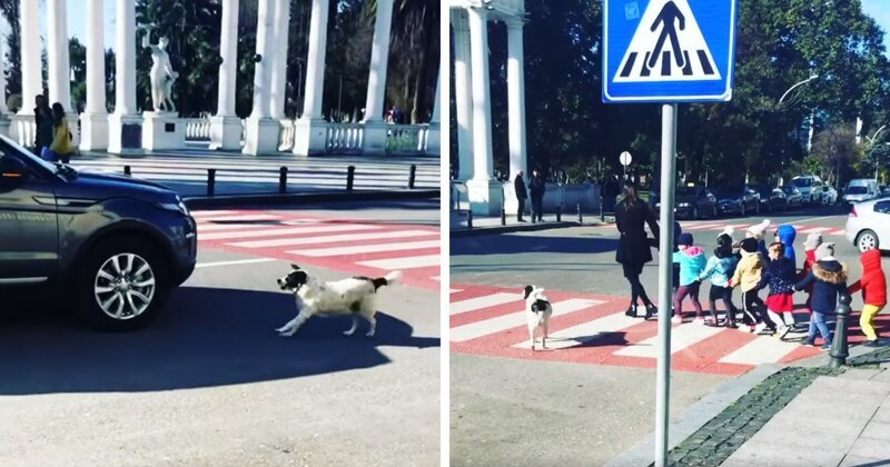 Бродячая собака помогает группе детей переходить улицу (3 фото + 2 видео)