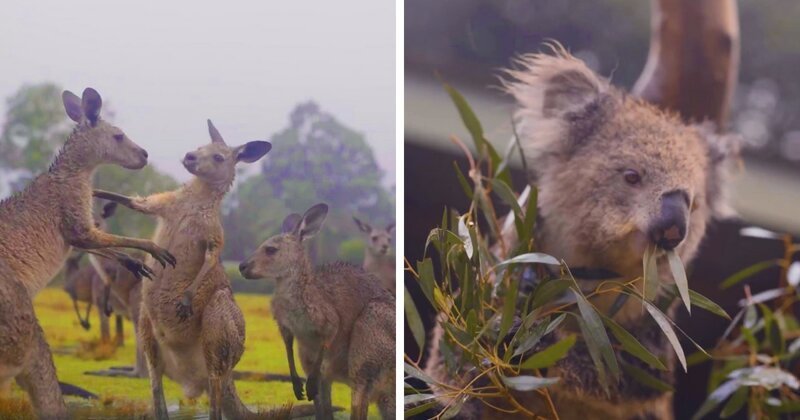 Невероятные кадры: Животные обрадовались долгожданному дождю (15 фото + 1 видео)