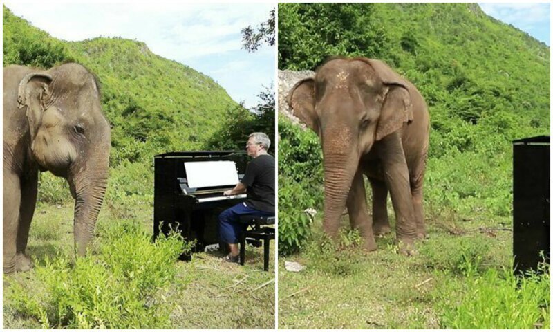 Чудесная реакция слепой слонихи на звуки пианино (5 фото + 3 видео)