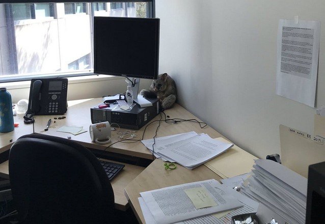 В офис австралийки забрался поссум, который позже стал мемом (17 фото)