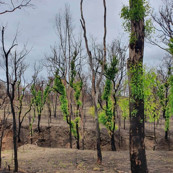 Природа Австралии начала восстанавливаться после пожаров (20 фото + видео)