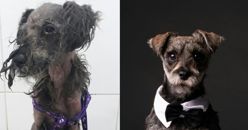 28 фотографий о том, как любовь и забота преображают бездомных собак (29 фото)