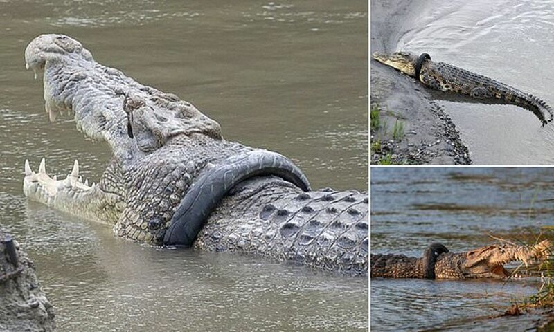 В Индонезии разыскивается храбрец для близкого общения с крокодилом (8 фото + 1 видео)