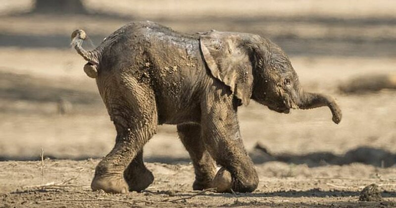 Видео: невероятно трогательный слоненок делает свои первые шаги (8 фото)
