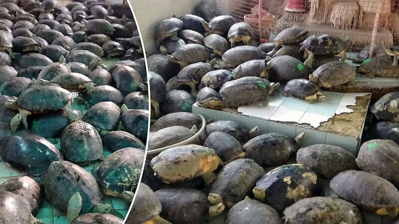 Сотни черепах живут в тесных бассейнах при тайском буддийском храме (3 фото + 1 видео)