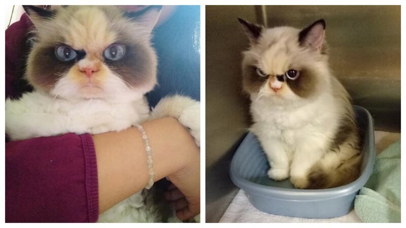 Новая Сердитая Кошка, которая выглядит даже более злой, чем ее предшественница (21 фото)